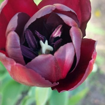 Dzień dobry tulipanie