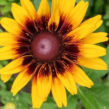 Rudbekia, piękna jest - z aparatem przez Polskę